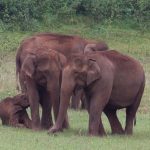 Elephas_maximus_indicus_-Periyar_National_Park_-India-8