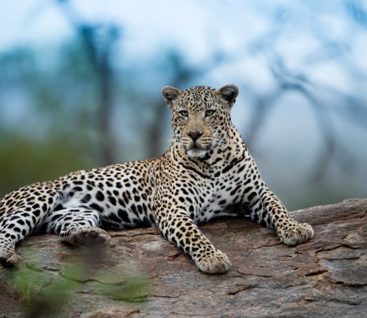 Endangered Species That Need To Be Saved For Generations To Come endangered species