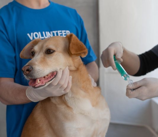 Careers for Animal Lovers: Education, Skills, and How to Get Started